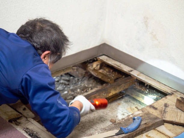 Best Industrial Mold Remediation in Newport, AR