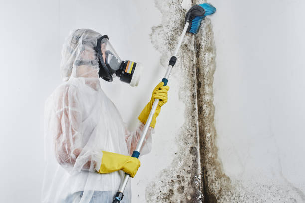 Best Basement Mold Remediation in Newport, AR