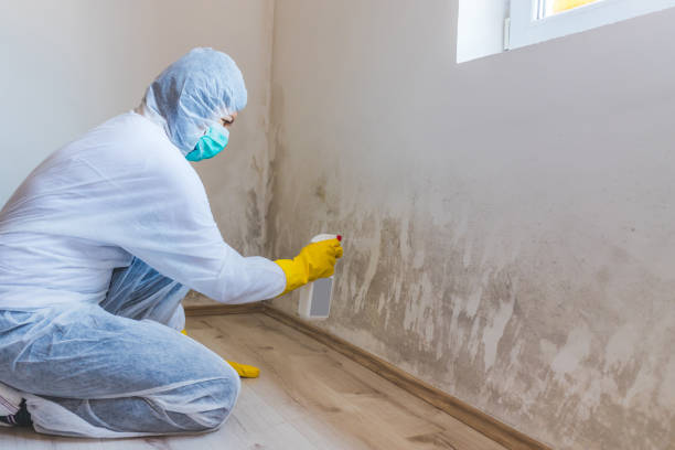 Insurance-Related Mold Remediation