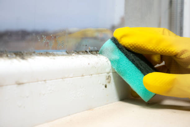 Best DIY Mold Remediation Support Services in Newport, AR